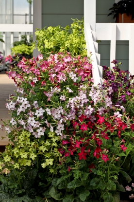 Picture of Nicotiana - Perfume Mix F1